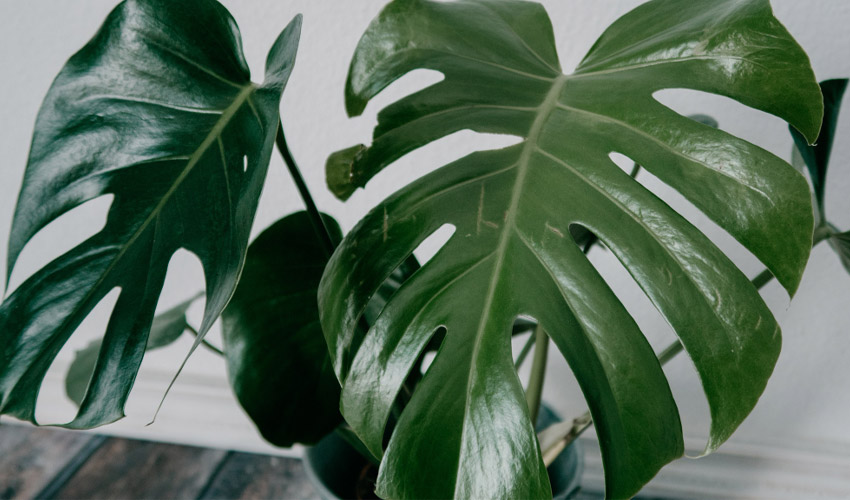 Monstera Adansonii Care