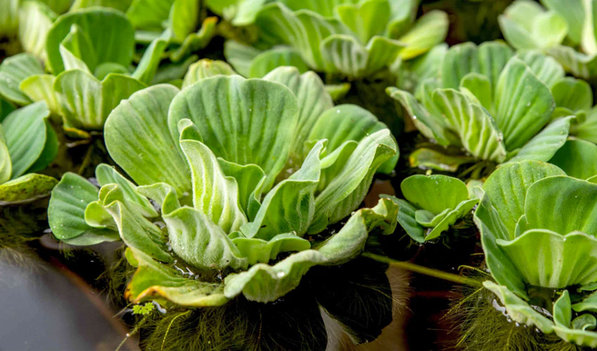 Care Tips for Thriving Water Lettuce at Home
