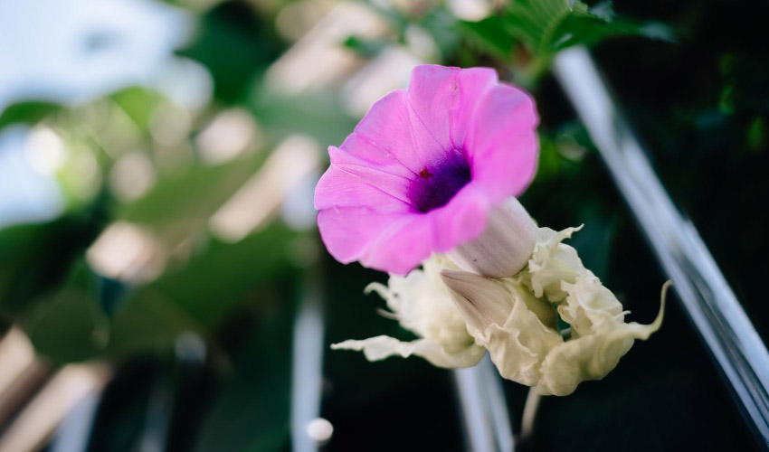 Trumpet Vine Care