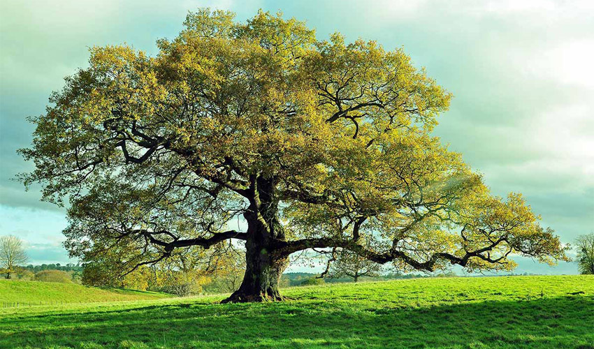 how to care Oak Tree