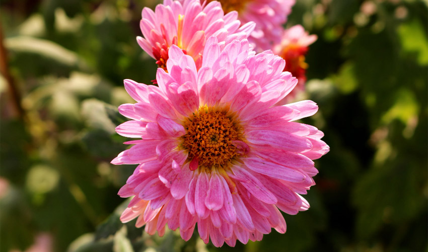 how to care for zinnias