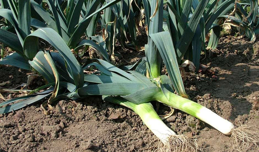 How to Grow Leeks in Your Home Garden