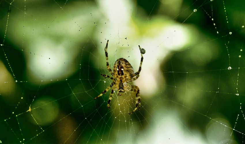 Aphids vs Spider Mites: How to Spot the Difference