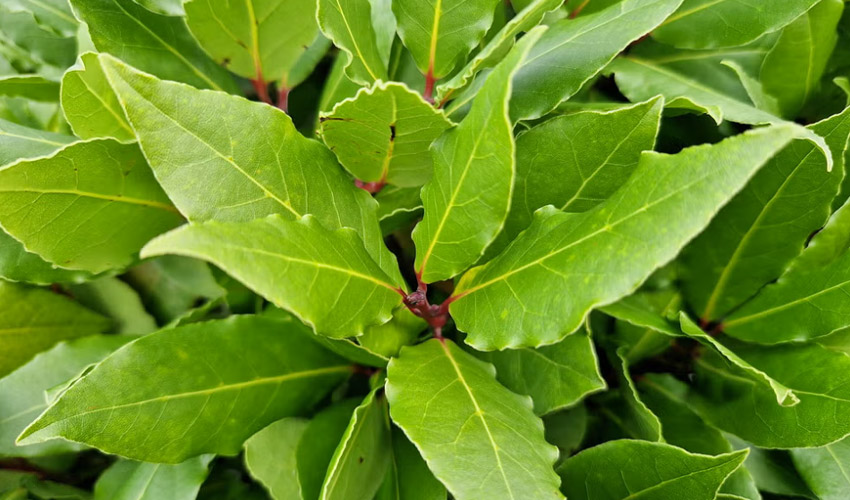 How to Grow Bay (Laurus nobilis) – Care for Bay Trees