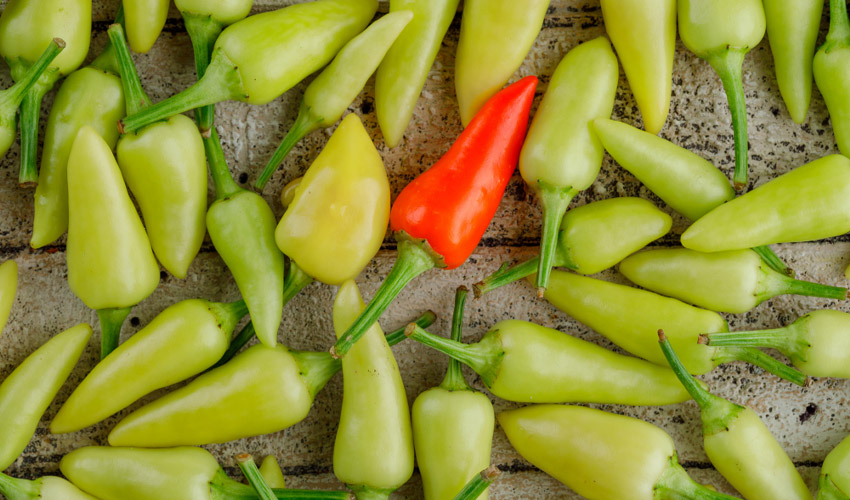 Jalapeno Pepper Care