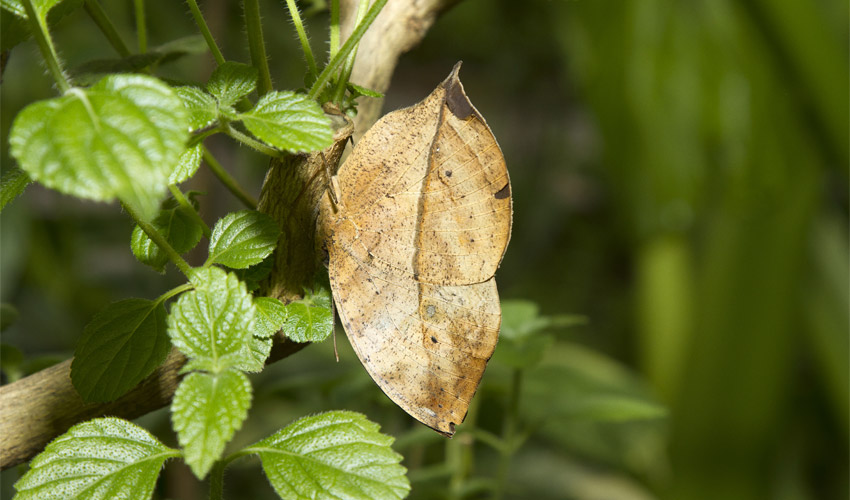 Powdery Mildew vs. Downy Mildew