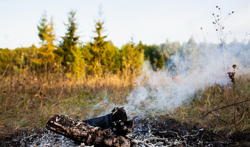 How to Save Plants from Smoke Damage