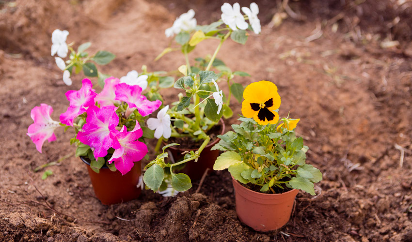 Flowers That Bloom in September