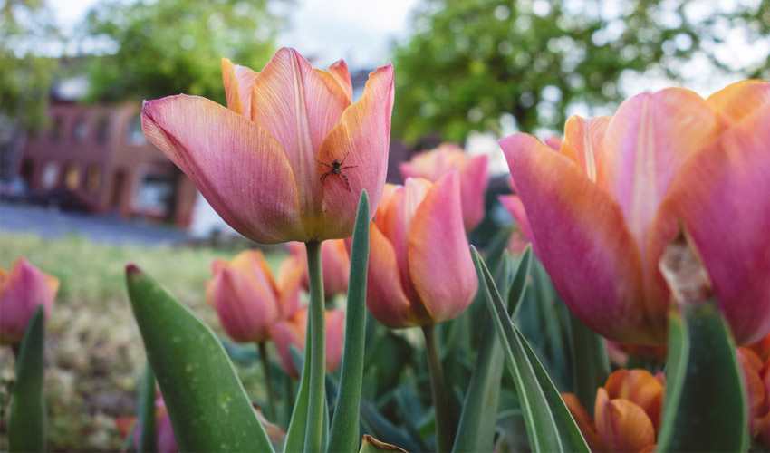 Tulip Poplar Tree – How to Care for Tulip Poplar