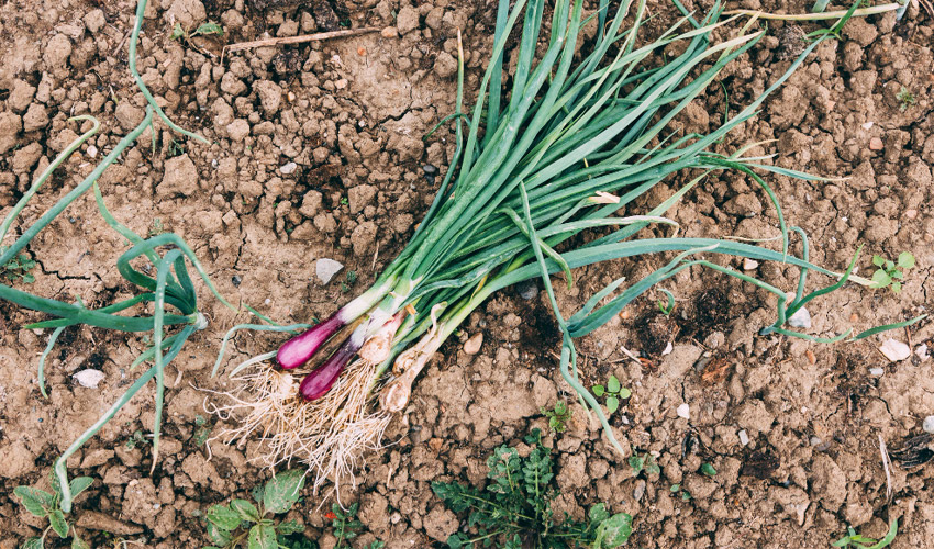 Scallion Planting Tips: How to Grow Green Onions at Home