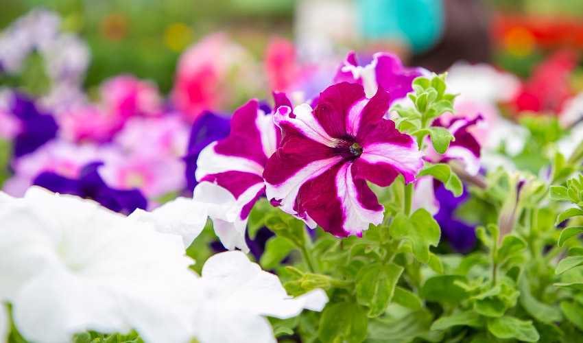 How to Grow Petunias: Easy Care Tips for Beginners