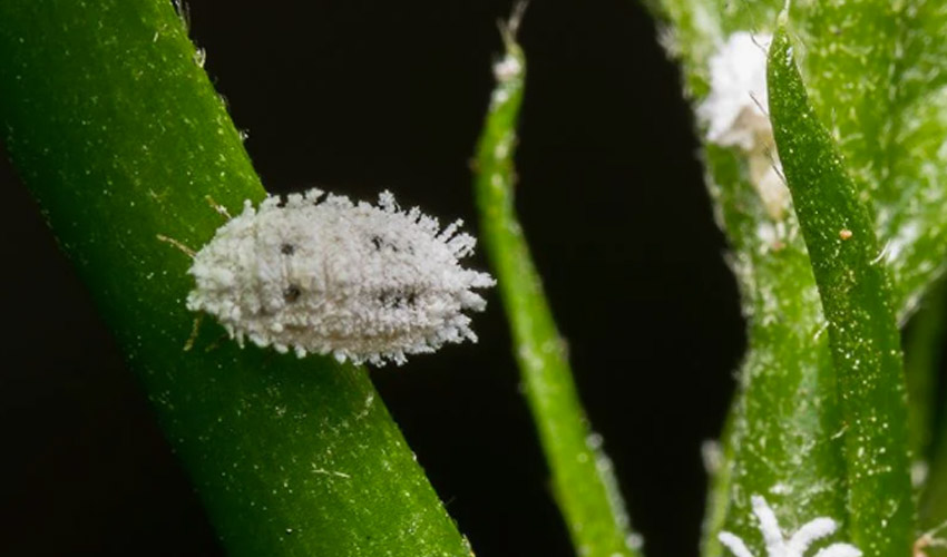 Mealy Bugs on Indoor Plants