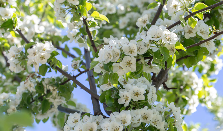 How To Grow and Care for Dwarf Flowering Crabapple Trees