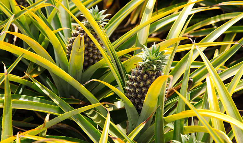 How to Grow and Care for Pineapple Indoors
