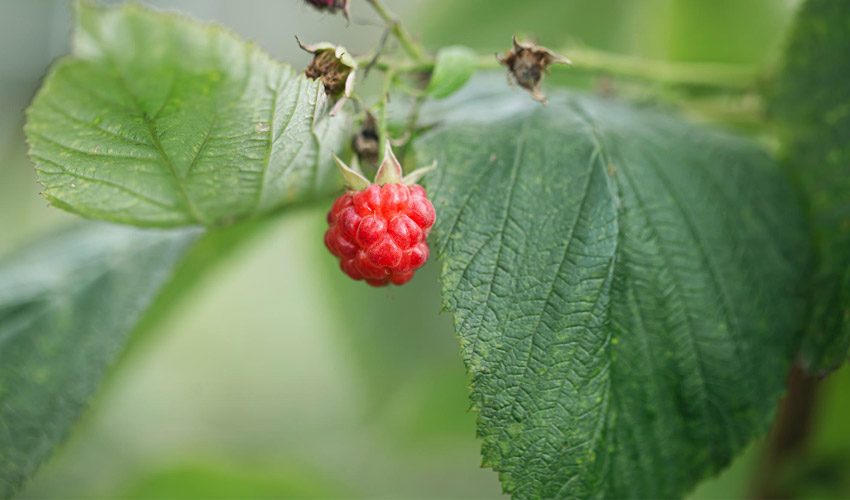 How to Grow Raspberry Plant