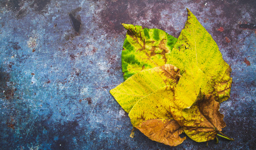 Rust on Plants: Causes, Symptoms, and Effective Treatment