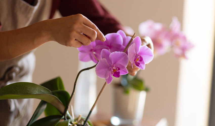 how to care for orchid