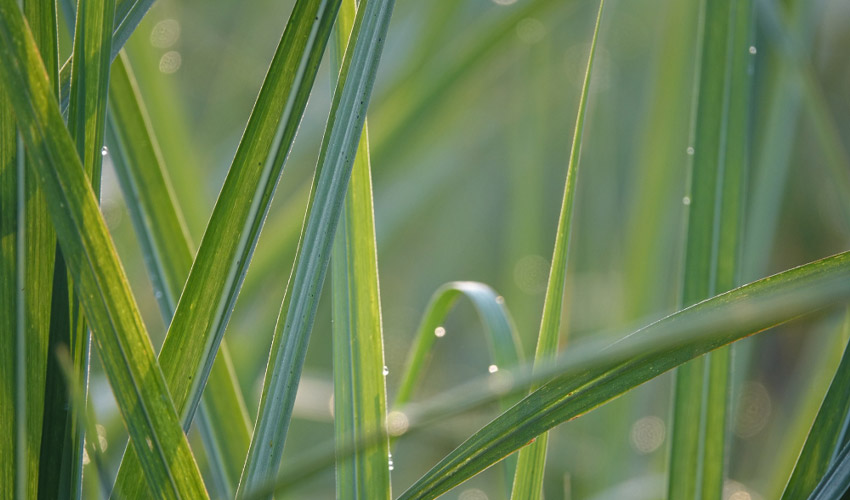 Why Is My Lemongrass Turning Yellow? Causes and Solutions