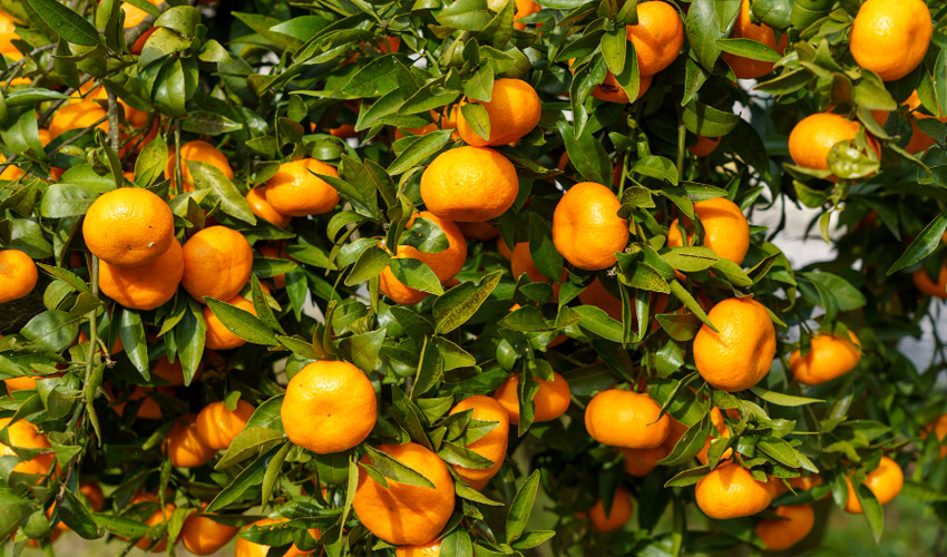 How To Grow Calamondin Orange