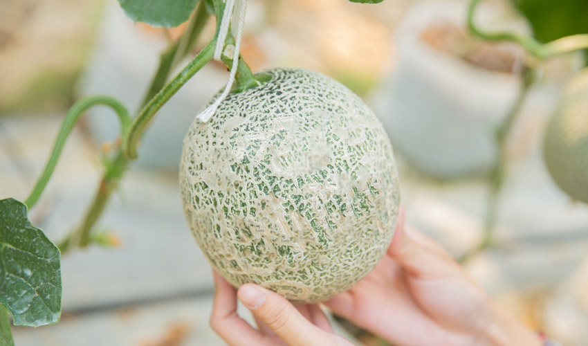 How To Grow Melons