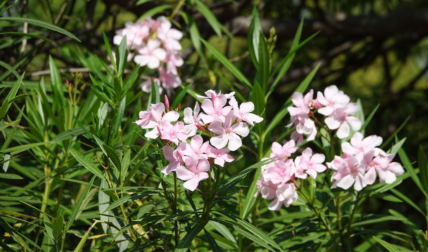 How To Grow Phlox