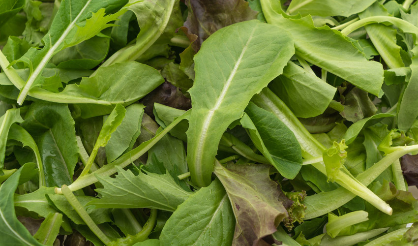 How to Grow Arugula