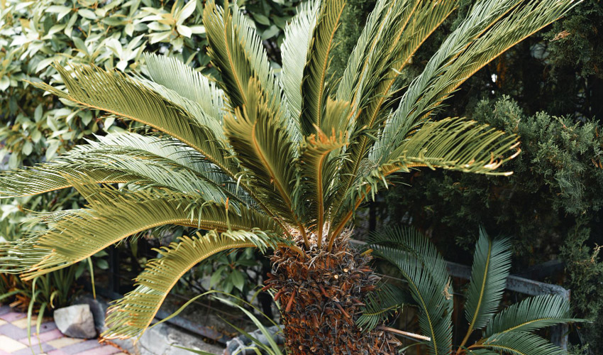 Sago Palm Care and Growing Guide