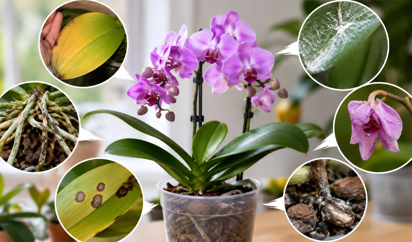 Common Problems with Orchids and How to Solve Them