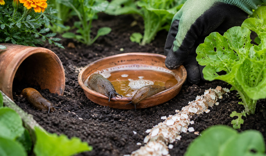 How to Get Rid of Slugs