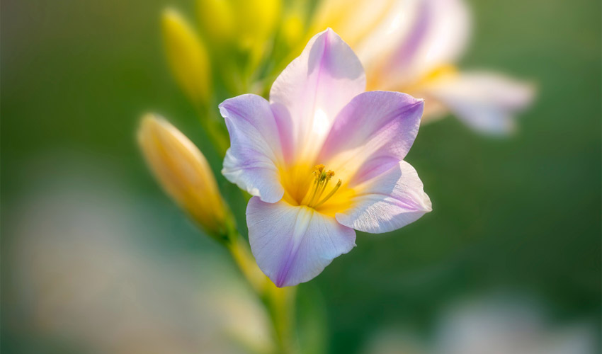 how to grow freesia at home