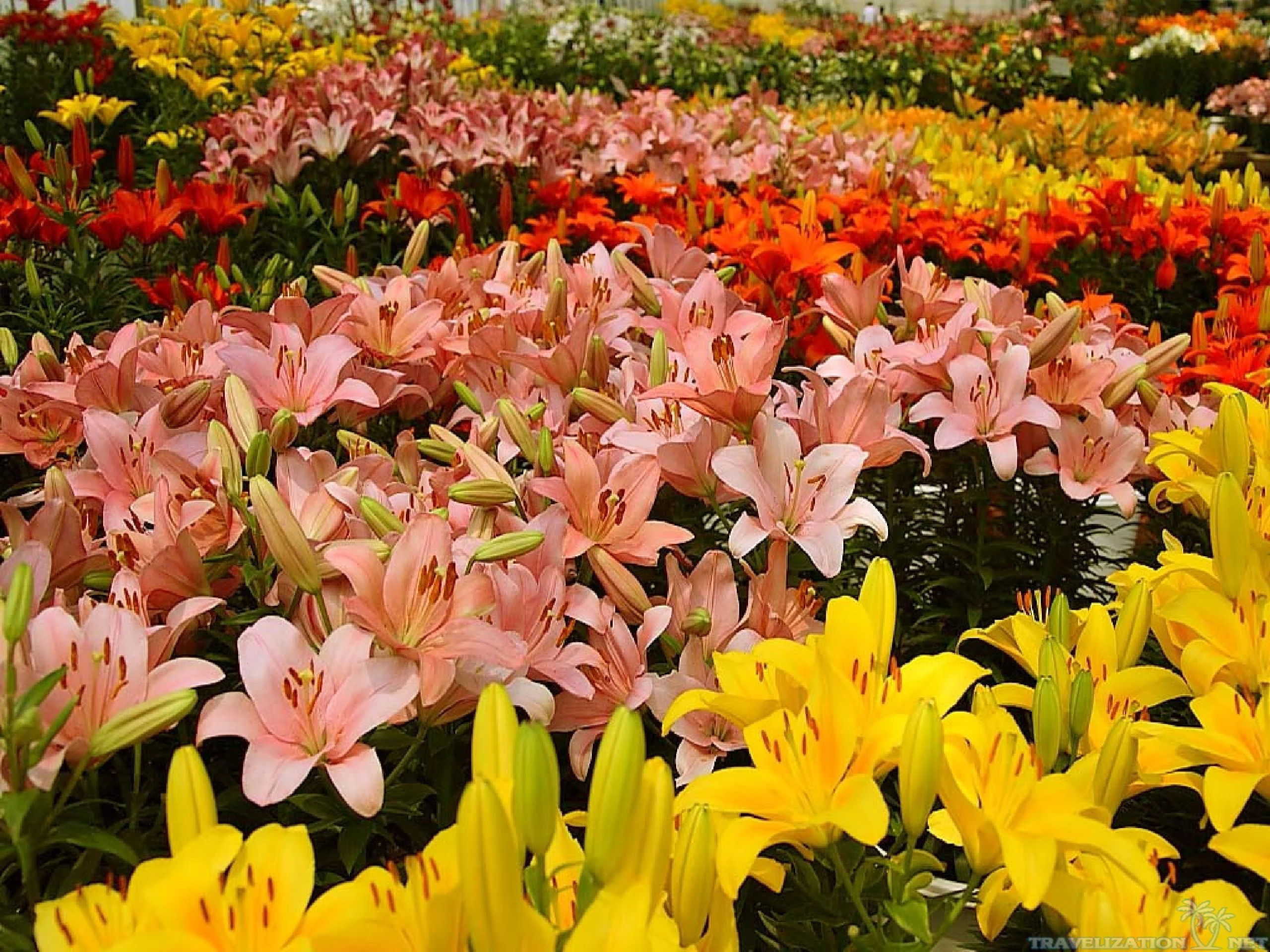 Types Of Lilies