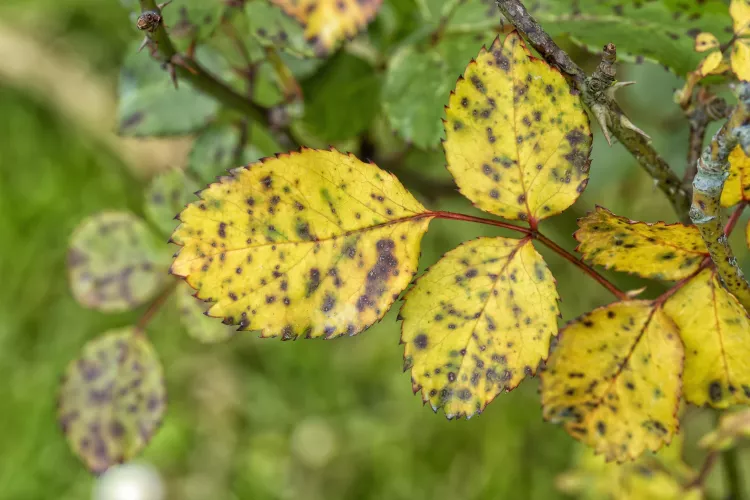 Why Rose Leaves Turning Yellow