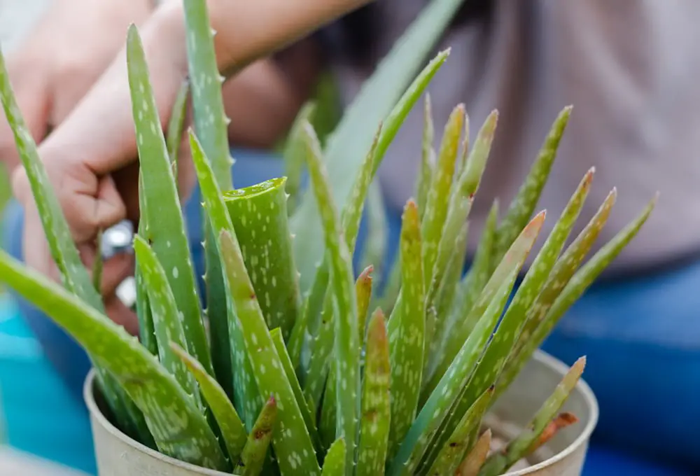 Aloe Vera Turning Brown