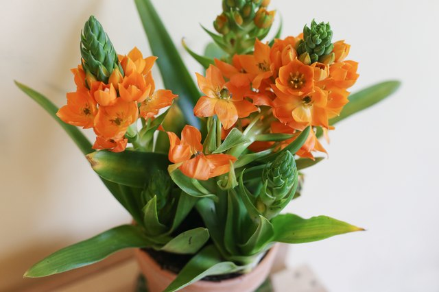 Care For Orange Star