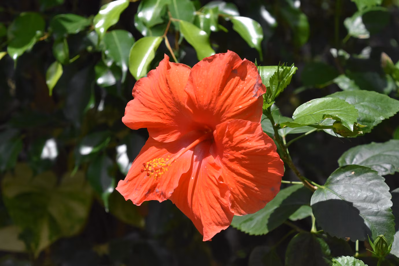 How To Propagate Hibiscus