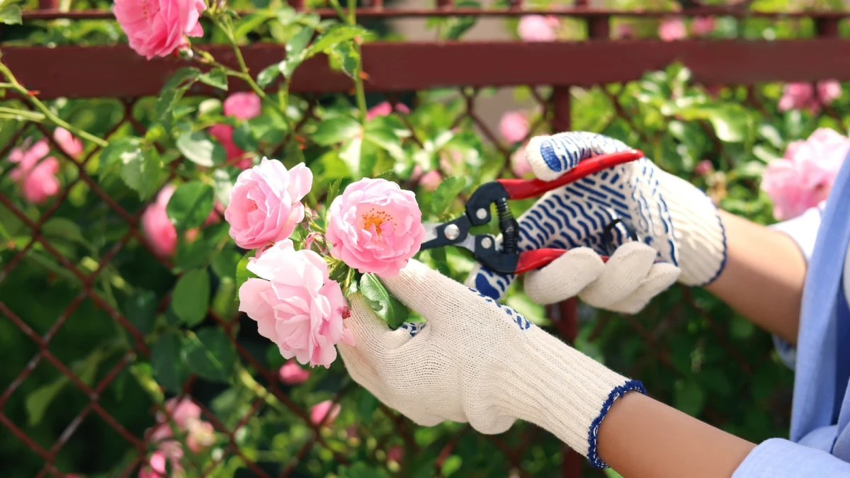 Rose Growing Mistakes
