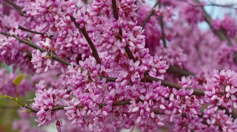 Care For Eastern Redbud