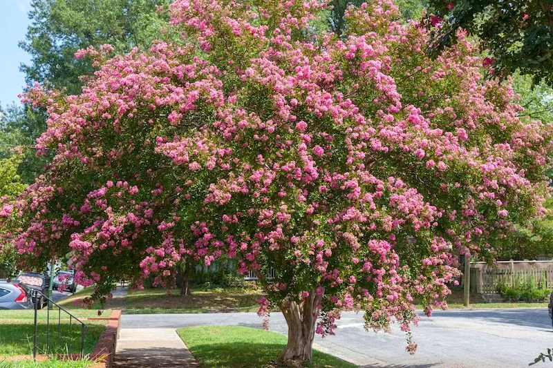 Crepe Myrtle Care