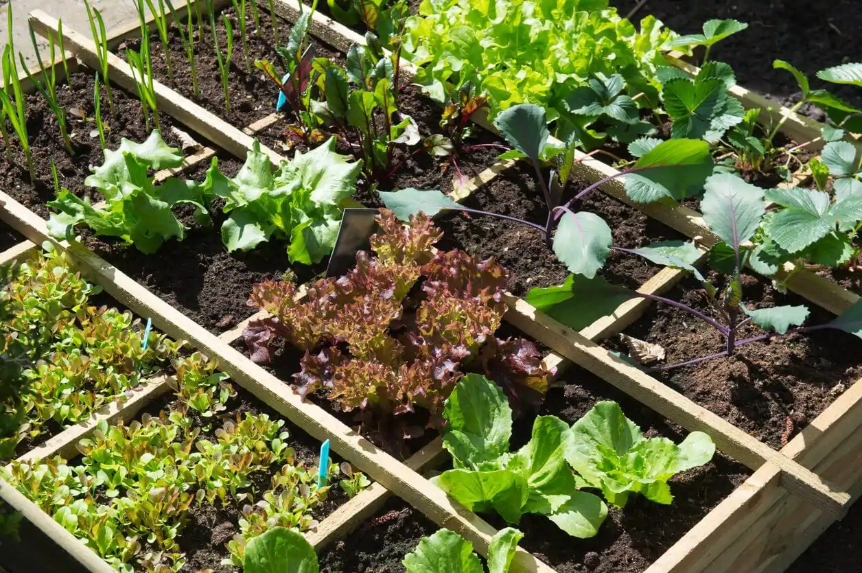 August Gardening Checklist – 10 Things to Do in August