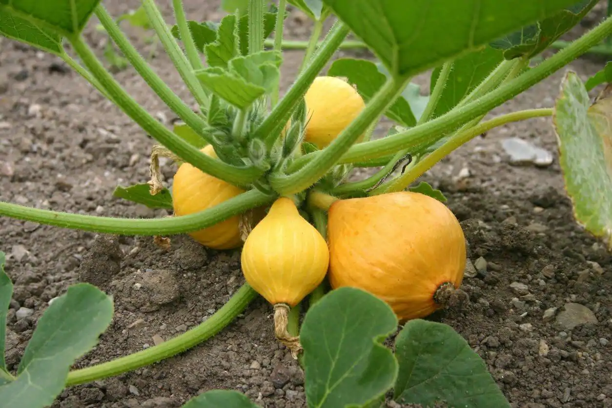 How To Grow Squash