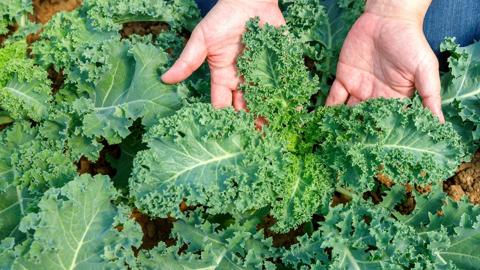 How to Grow Kale for a Fresh and Healthy Harvest